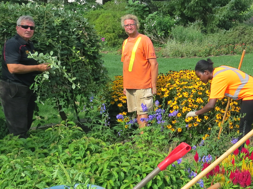 Black Eyed Susans in full bloom