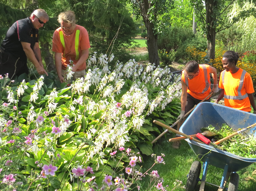 Hostas in full bloom