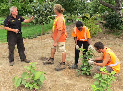 Rare plantings being established