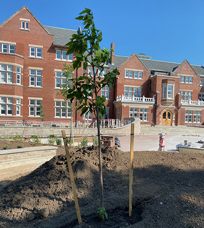 Lang Plaza Soft Landscaping